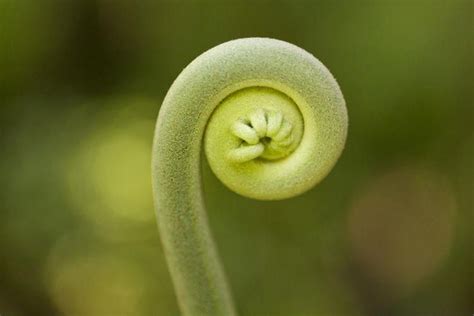 How to Grow Fiddlehead Ferns | Grow organic, Organic vegetable garden, Fiddlehead ferns