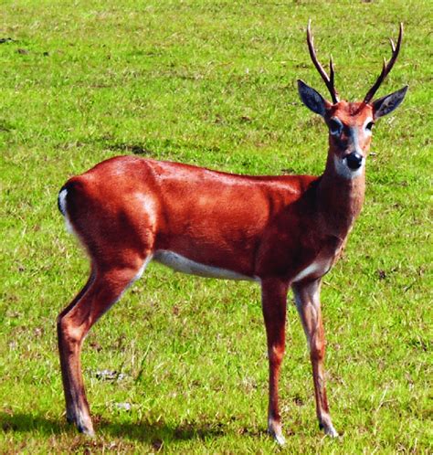 Pampas deer male from Pantanal, Brazil (Courtesy, M.D. Christofoletti). | Download Scientific ...