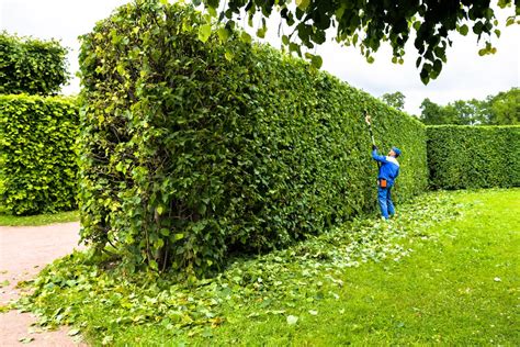 6 Fastest Growing Hedges For The Garden | Horticulture.co.uk