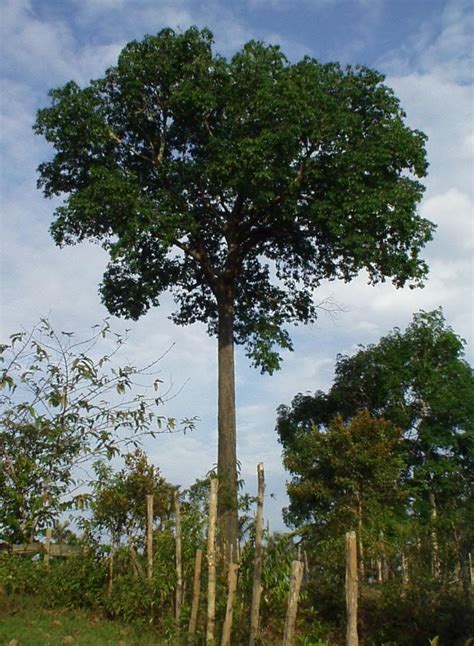 Brazil Nut Tree Pictures, Facts on Brazil Nut Trees | Rainforest plants, Tree, Picture