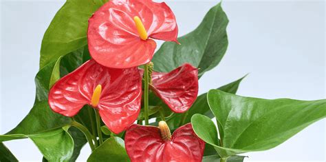 Anthurium Plant Care | Living Color Garden Center