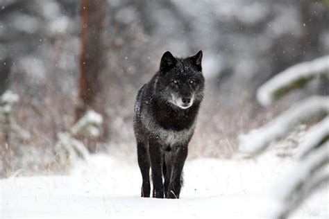 Why Are Some Gray Wolves Black? | Black wolf, Grey wolf, Wolf pictures