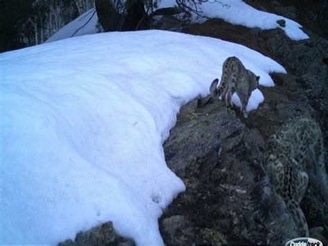 J-K: Camera trap confirms presence of snow leopard at Kishtwar National Park – ThePrint