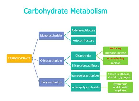 Carbohydrate Metabolism