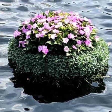 Dichondra Care: The Ground Cover or Hanging Basket Plant