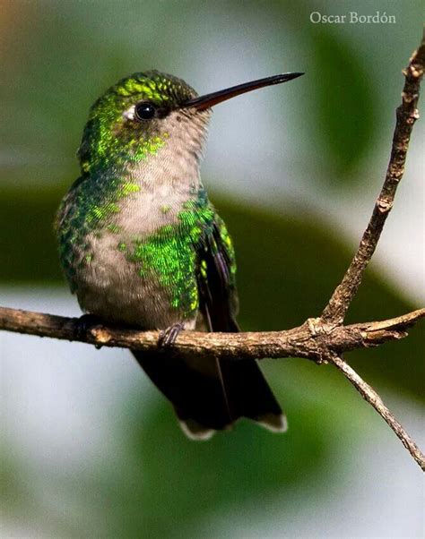 Picaflor verde (hembra) by Oscar Bordón | Picaflores, Hembras