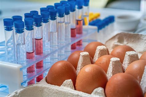 Salmonella Found in Organic Eggs | Bliven Law Firm