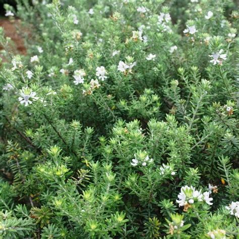 Westringia 'Zena' Coastal Rosemary 8" Pot - Hello Hello Plants & Garden Supplies