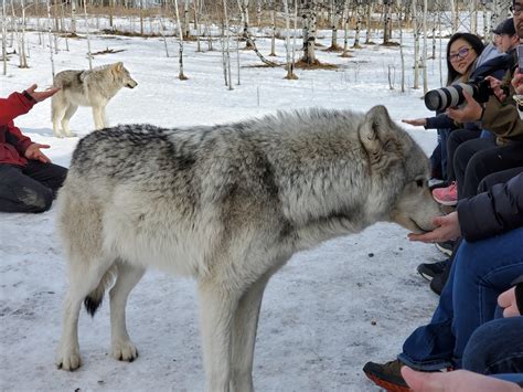 This BigGirl was accepting treats by hand. 80% concentration Wolfdog. From Yamnuska Wolfdog ...