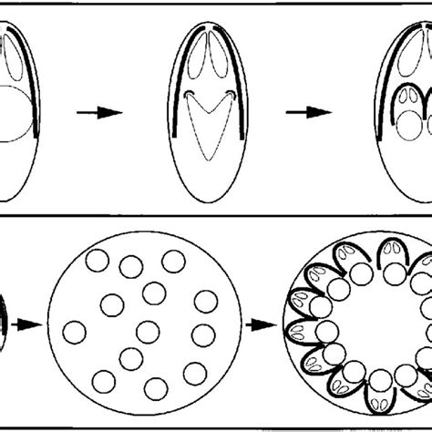 Life cycle of apicomplexan parasites. For the faint of heart or those... | Download Scientific ...