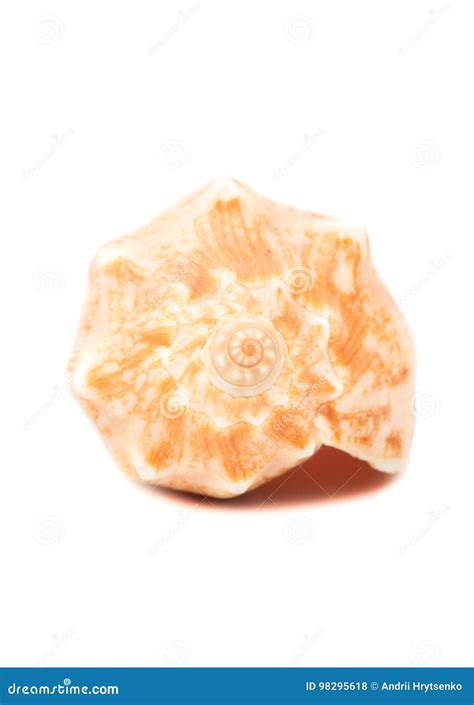 Empty seashell stock photo. Image of conch, broken, bivalve - 98295618