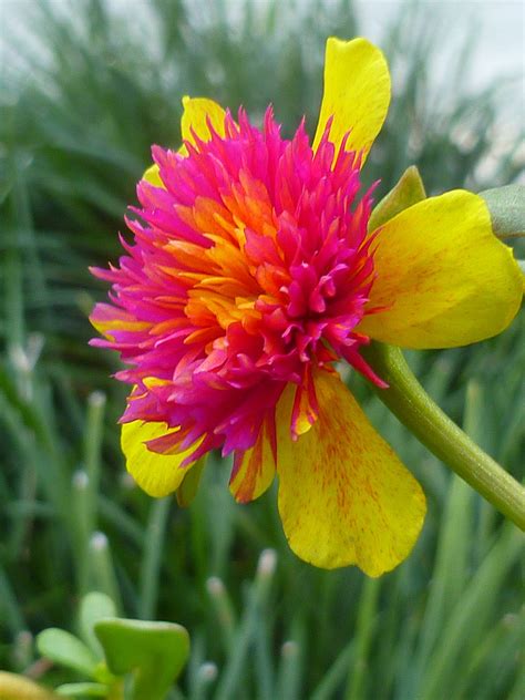 Portulaca/Purslane "Cinderella" Flower Unusual Flowers, Amazing Flowers, Colorful Flowers ...