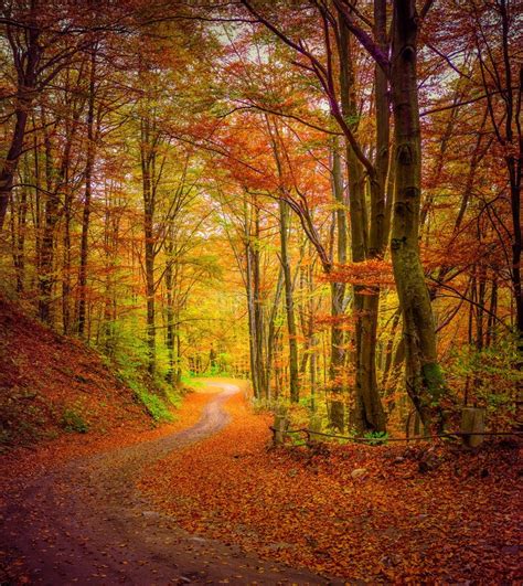 Dark Forest Road in the Autumn Forest. Stock Image - Image of beautiful ...