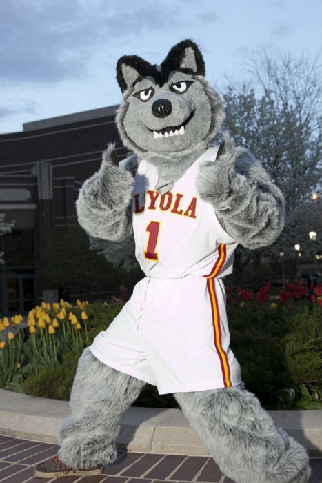 Loyola of Chicago Ramblers Mascot, Lu Wolf. | Mascot, Loyola ramblers, Team mascots