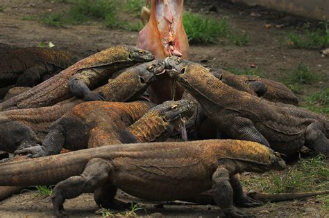 La fascinante ISLA DE KOMODO, famosa por sus dragones.