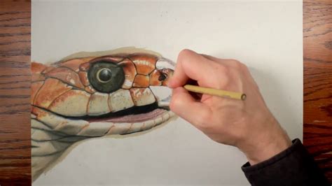 How To Draw A Snake Easy With Pencil - Design Talk