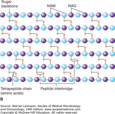 Bacterial Cell wall: Structure, Composition and Types - Online Biology Notes