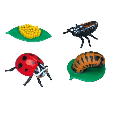 Ladybug Life Cycle Stages Set | Carolina.com