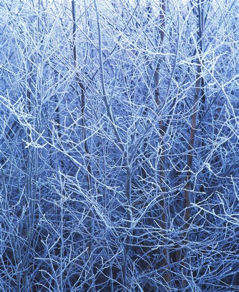 Hoar frost - Stock Image - E128/0274 - Science Photo Library