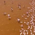 Flamingos in Lake Bogoria in Nyahururu, Kenya (Google Maps)