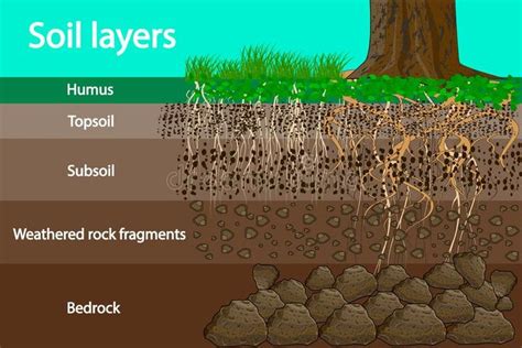 Soil Layers Diagram: Earth Education Illustration