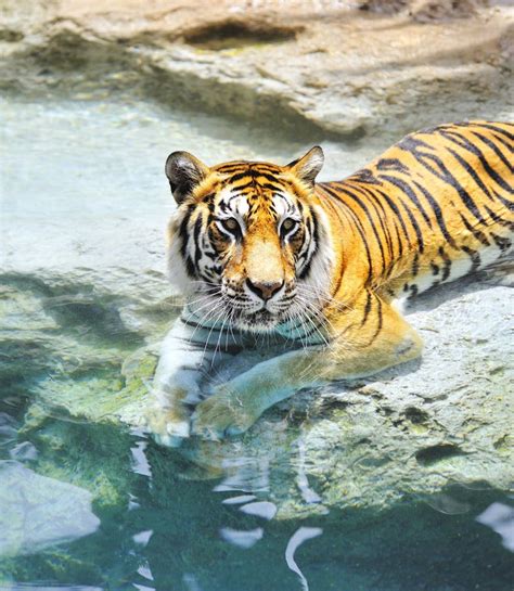 Bengal Tiger Near the Water Stock Photo - Image of outdoors, danger: 10772524