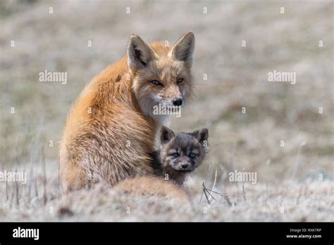 Cape fox pups hi-res stock photography and images - Alamy