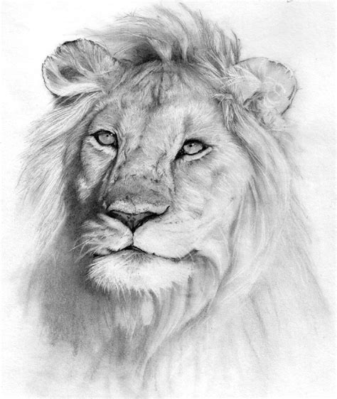 animal drawing | Animal drawings, Animal sketches, Drawings