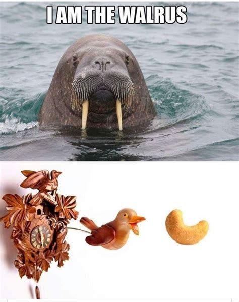 Pin by Fiona Massie on Too Funny... | I am the walrus, Beatles funny ...