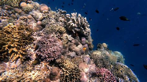 Diving Bunaken, Manado | Two Fish Divers - Indonesia