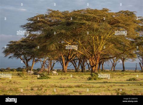 Trees in Lake Nivasha Rift Valley Lakes, Kenya Stock Photo - Alamy