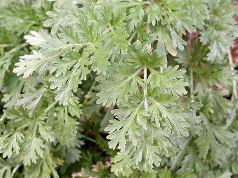 Wormwood Benefits: Remedies & Cleansing - Healthy Hildegard