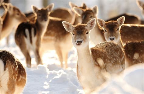 Pictures: Animals Perfectly Comfortable with Snow | Amazing, Funny, Beautiful, Nature, Travel ...