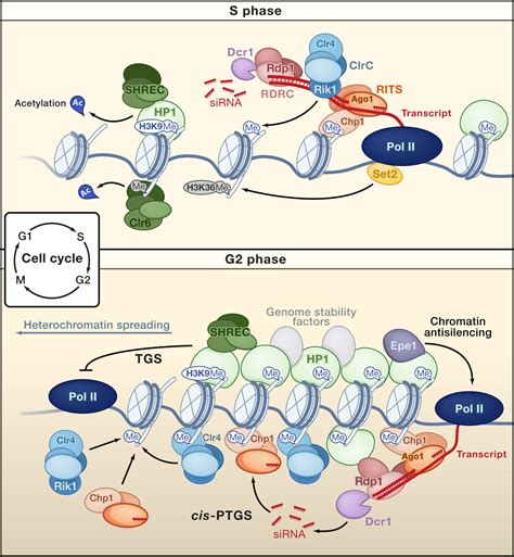 Transcriptional Scaffolds for Heterochromatin Assembly: Cell