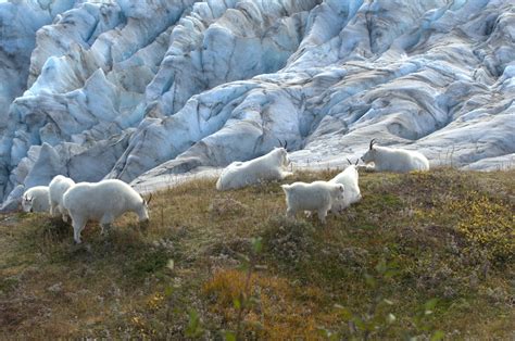 Alaska | Dwellers of the High Country