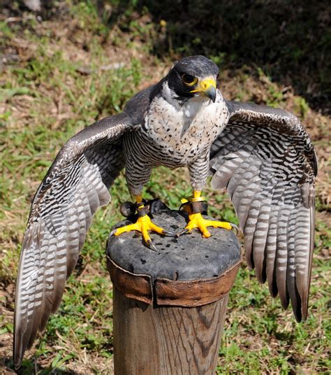 Peregrine Falcon | Falcon species (Falco peregrinus) found w… | Flickr