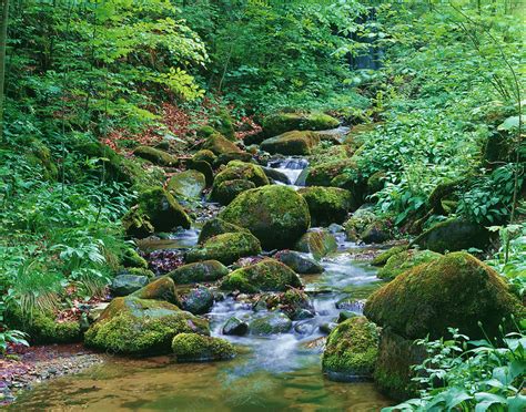 Mountain brook - Stock Image - F031/4213 - Science Photo Library