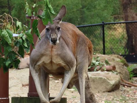 Kangaroo Muscle Structure