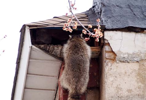 6 Places Raccoons Nest and How They Do It - Pest Pointers