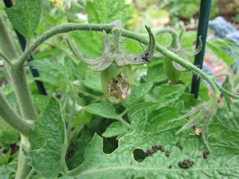 YouTube: How to Find Tomato Hornworms - Gardenerd