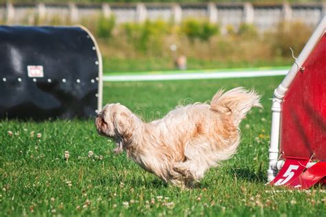 Dog in Agility Competition Set Up in Green Grassy Park Stock Photo ...