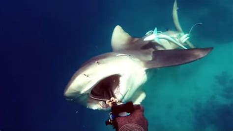 Frightening Video Captures the Exact Moment Bull Shark Attacks Fisherman | Complex