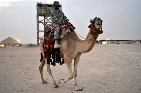 DVIDS - News - Camel Rides Invoke Culture Curiosity