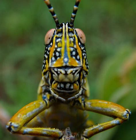 "Elegant Grasshopper Close Up" by Gerry Van der Walt | Redbubble