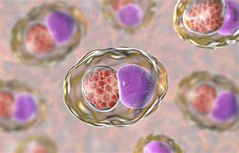 Chlamydia Cell Structure