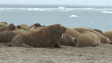 What Does Walrus Taste Like (Marine Mammal For Food?!)