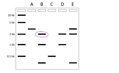 [Solved] Use the electrophoresis results pictured to answer these questions:... | Course Hero