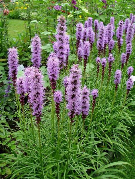 Looking for some good, tall, spiky flowers | PennLive.com