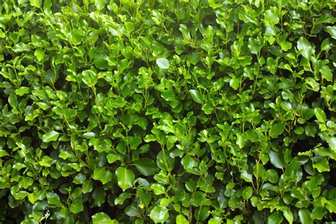 How to Grow and Care for Griselinia - GrowingVale