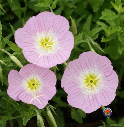 Evening Primrose Pink Ladies Flower Seeds Oenothera Speciosa | Etsy